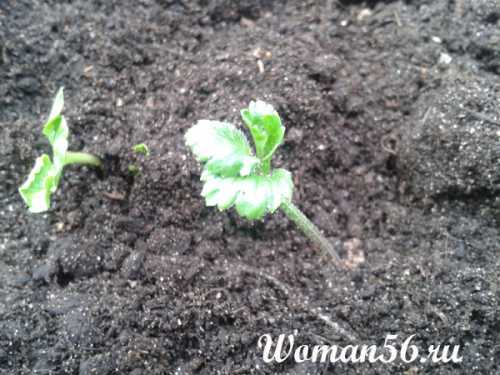 Глубина заделки шишечек ранункулюса должна быть не больше см