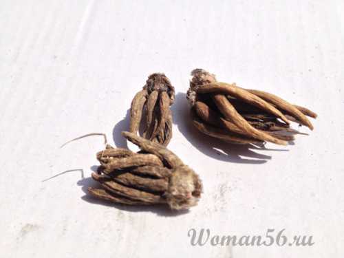 Ранункулюс фото: посев и уход, фото и