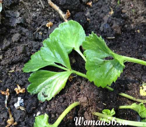 Рекомендуем ознакомиться с описание и отзывами розы пульман ориент экспресс