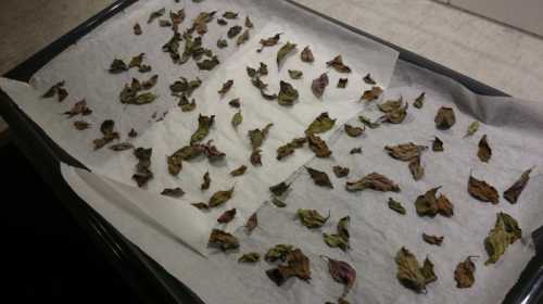 Добавьте соль, немного пряности для вкуса и заморозьте в пакетах для льда