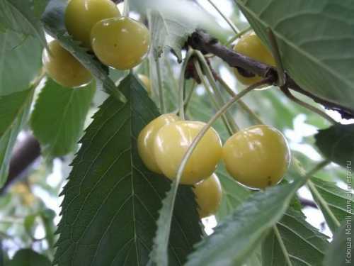 Рецепты черешни в собственном соку, секреты