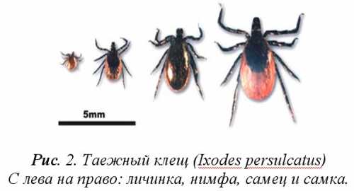 Добавить в плейлист