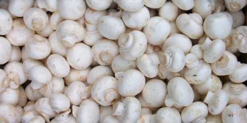 Полезные свойства шампиньонов, возможный вред