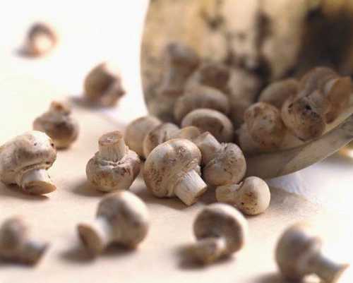 Для выращивания подойдет открытый грунт, оборудованные подвалы или теплицы