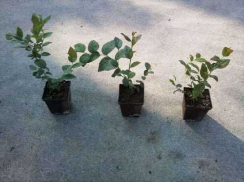 Это становится возможным благодаря заготовке собственных семян