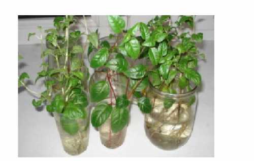 При этом руководствуйтесь следующими советами