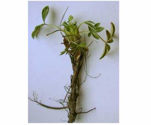 Как вырастить перец, выбираем семена и посадочный