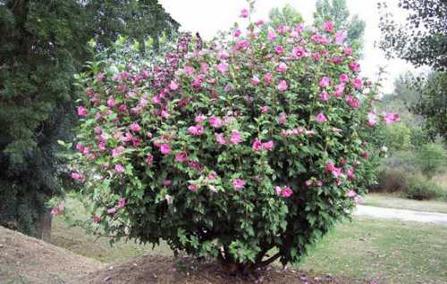 Как вырастить гибискус садовый,  цветок смерти,