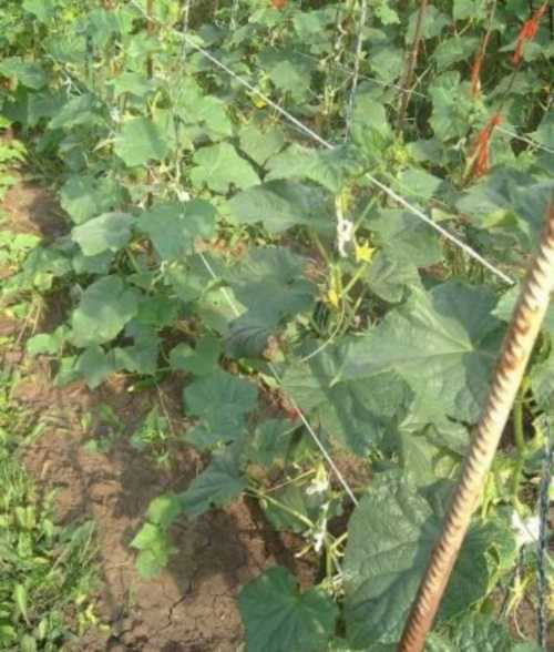 Еще один немаловажный фактор размер