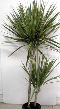 Домашние растения: правда и мифы