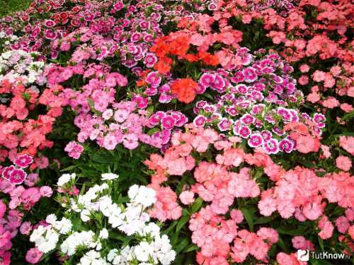 В этом случае в начале весны семена высевают в ящики с грунтом