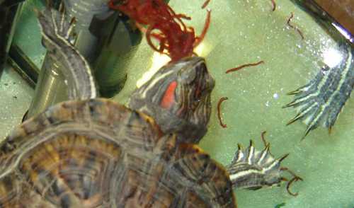 Искусственных кормов покупные, сухие, сбалансированные смеси