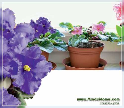 Поскольку корневая система взрослых растений достаточно большая, для свободного размещения корней лунка должна быть в раза больше объема корневой системы