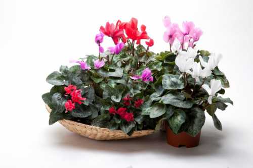 Дерево или куст обильно поливают