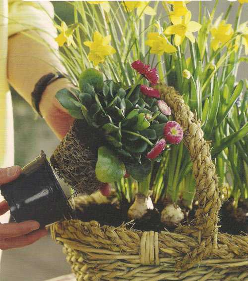 Уход за комнатными растениями весной