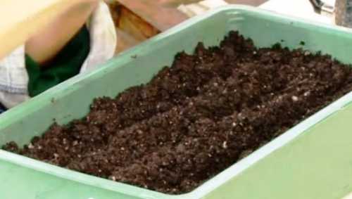 Как  посадить анемоны осенью, преимущества