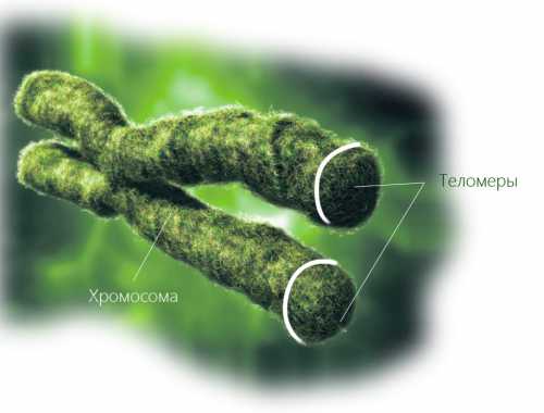 Кофе неблагоприятно влияет на участки ДНК,