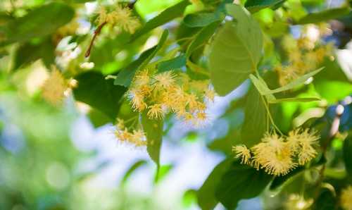 Полезные свойства липы, противопоказания и