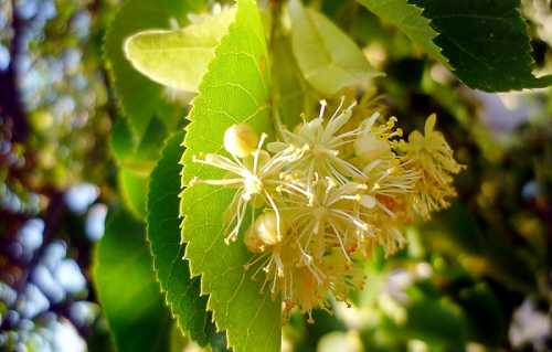 Седативными