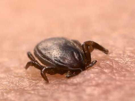 Клещевой энцефалит