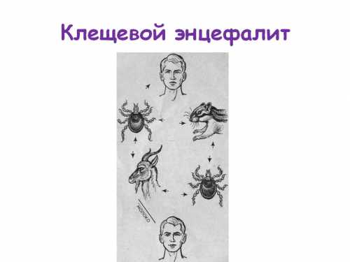 Кроме этого, не стоит забывать, что вакцина от энцефалита считается лекарственным препаратом
