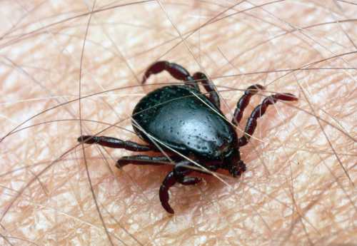 Как и все лекарства, она имеет побочные эффекты