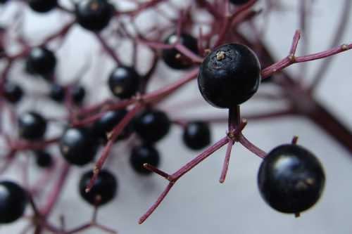 Чёрная смородина, ягоды и листья, в чём её польза