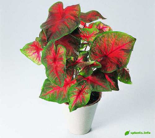 Поливают осторожно, мягкой отстоянной водой