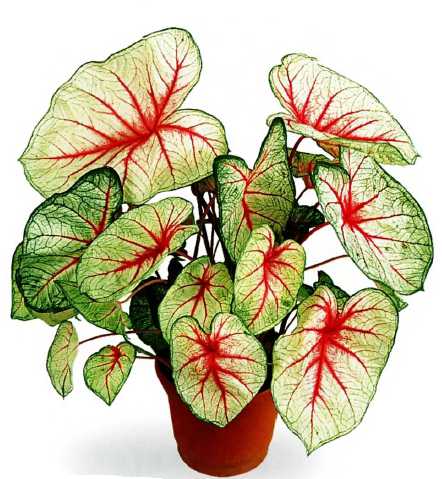 Каладиум Уход и разведение каладиума