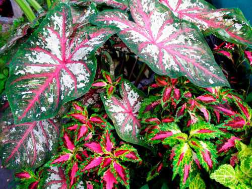 Размножение осуществляется клубнями и семенами