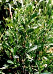 Спорыш имеет несколько интересных названий травамурава, птичья гречиха, гусиная трава