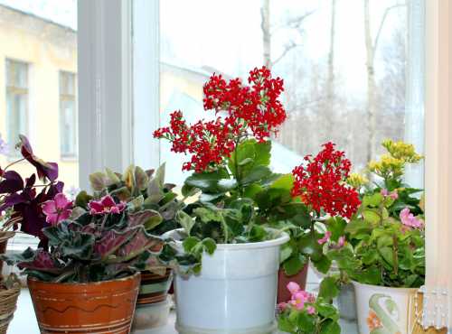 Черпает энергию из живущих в доме, в первую очередь, детей и пожилых людей