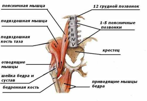 Денситометрия поясничного отдела позвоночника и шейки бедра