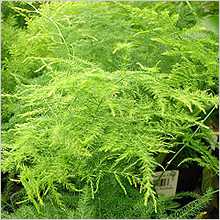 Земля для аспарагуса должна состоять на парниковой земли, песка и садовой земли