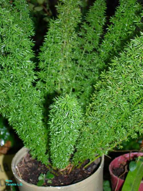 Аспарагус: уход и разведение аспарагуса