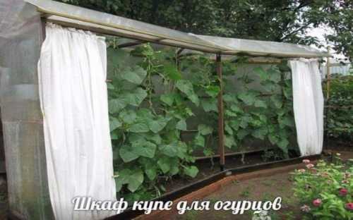 Не забывай об основном стебле достаточно убрать одну треть