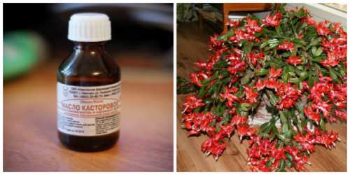 ЧТОБЫ ОБЕСПЕЧИТЬ ГЕРАНИ ПЫШНОЕ ЦВЕТЕНИЕ НУЖНО ЗНАТЬ ТРИ ВАЖНЫХ ПРАВИЛА