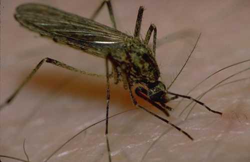 Именно такие пятна и вызывают зуд, но при этом человек может списать эти укусы на нападение комаров. Люди могут не знать о наличии клопов в квартире, так как эти кровососущие насекомые активны в ночное время, а днем они спят