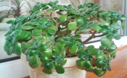 А зимой дают возможность грунту просохнуть полностью