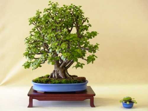 Таким образом кустик приобретает декоративный вид