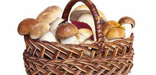 Как выбирать грибы Полезные свойства грибов