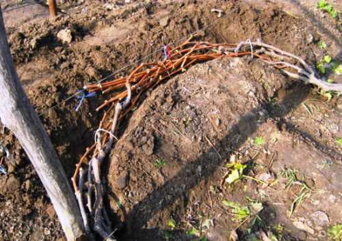 Важны профилактическая обработка винограда осенью от вредителей и его формировка