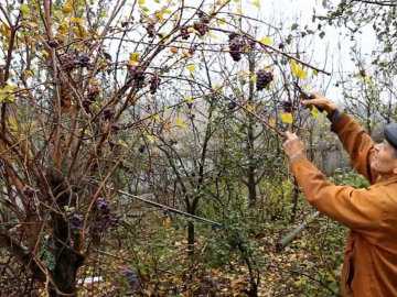 Как  ухаживать за виноградом осенью, преимущества