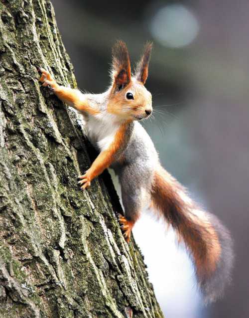 К чему снится белка, видеть белку во сне: