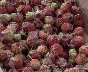 Как отличить клубнику от земляники, отличи в