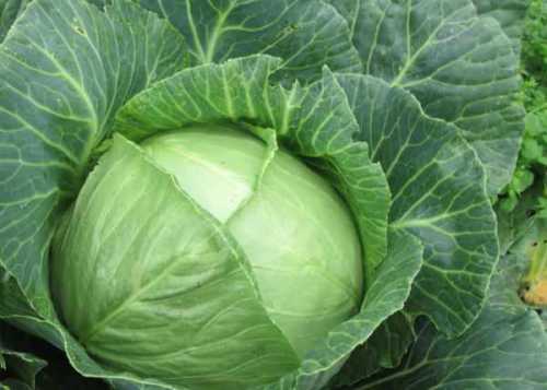 На рассаду цветную капусту высевают для получения ранних урожаев