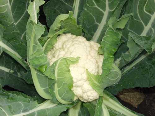 Посадка капусты в открытый грунт рассадой