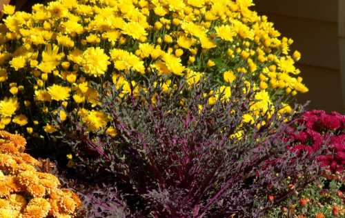 Более серьезные дозы золы рекомендованы только для глинистых и кислых грунтов