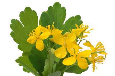 Полезные свойства чистотела, противопоказания и