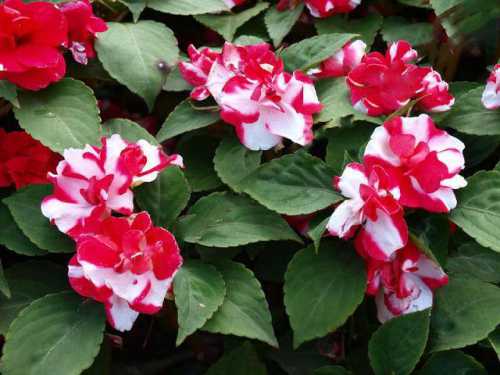 Разложенные семена увлажняются водой из брызгалки емкость с семена ставится в прозрачный пакет и помещается в теплое, светлое место